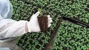 Bolu'da Üreticilere Müjde: 2025 Fide Yazım İşlemleri Başladı