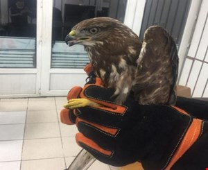 Jandarmanın Zonguldak'ta bulduğu yaralı şahin tedaviye alındı