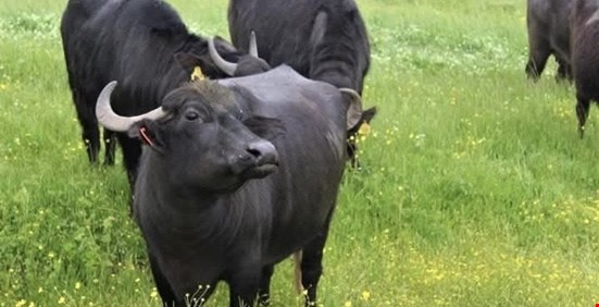 Mudurnu’da Şap Hastalığı Alarmı: 22 Köyde Karantina Uygulaması