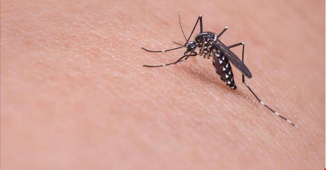 Sivrisineklerden endişe duymalı mıyız ?