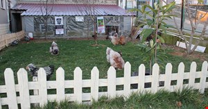 Süs tavuğu hobisi işe dönüştü, şimdi ihracat yapıyor