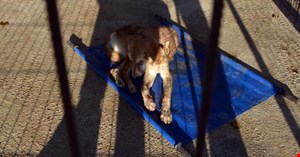 Vicdansızlar köpeğin gözünü oydular