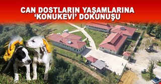 2016 KEDİ VE KÖPEKLERE KONUK EVİ