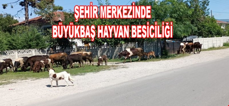 ŞEHİR MERKEZİNDE BÜYÜKBAŞ HAYVAN BESİCİLİĞİ