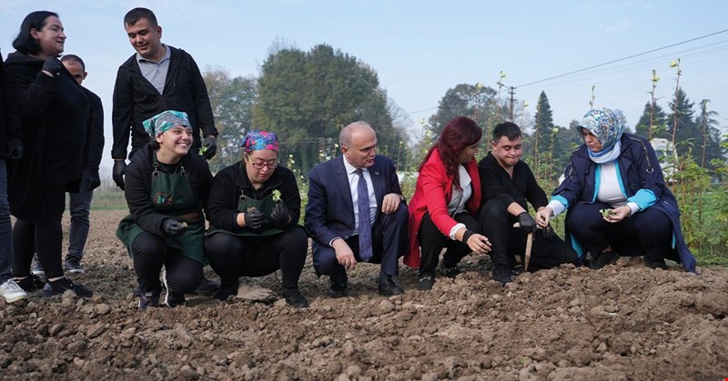 BAŞKAN ÖZLÜ, MISIR HASADINA KATILDI