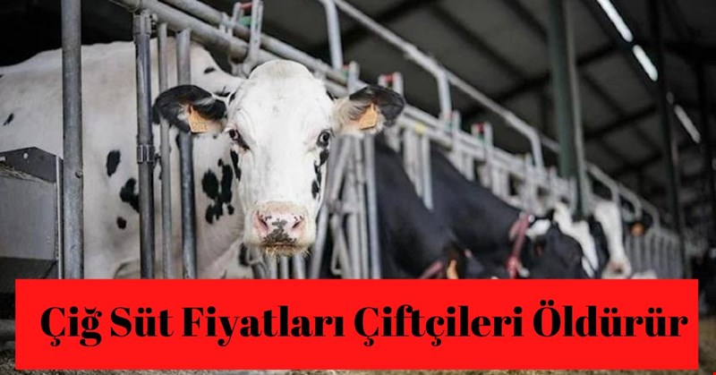 ÇİĞ SÜT FİYATLARI ÇİFTÇİYİ ÖLDÜRÜR