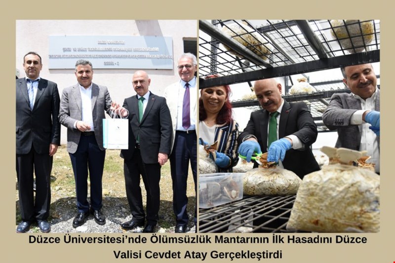Düzce Üniversitesi’nde Ölümsüzlük Mantarının İlk Hasadını Düzce Valisi Cevdet Atay Gerçekleştirdi