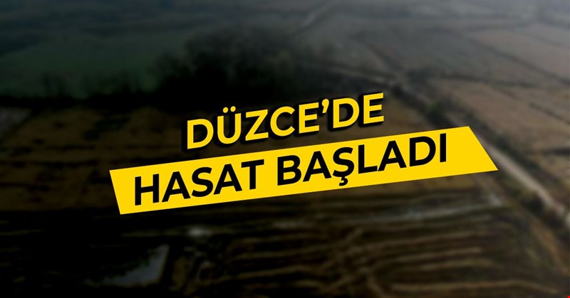 Düzce'de hasat başladı, dönüm başı 40 bin lira!