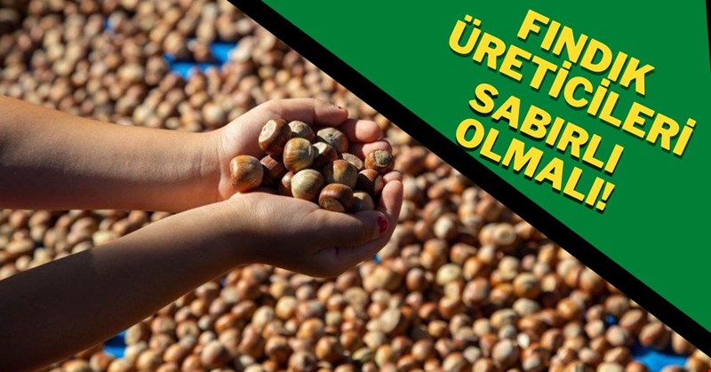 FINDIK ÜRETİCİLERİ SABIRLI OLMALI
