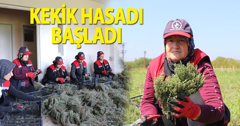 KEKİK HASADI BAŞLADI