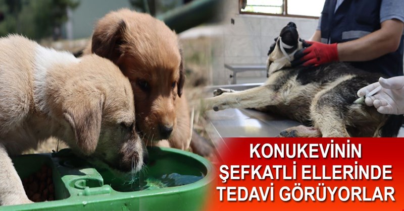 KONUKEVİNİN ŞEFKATLİ ELLERİNDE TEDAVİ GÖRÜYORLAR