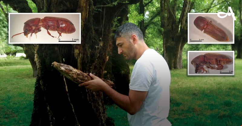 Ülkemizde Zararlı Yeni Bir Böcek Türü Tespit Edildi