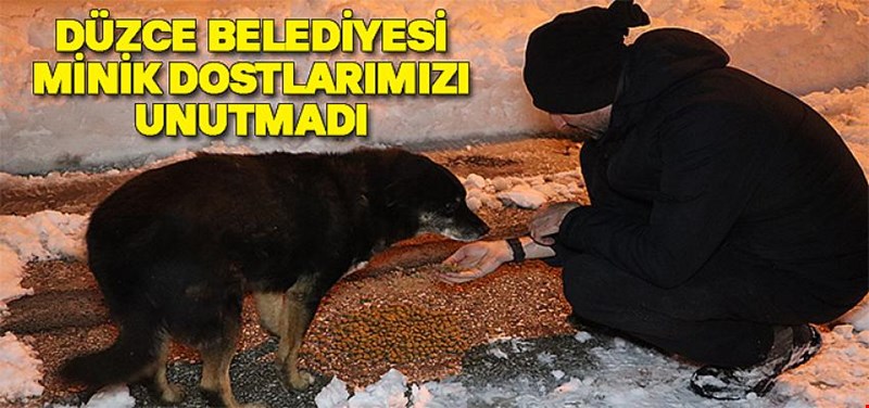 KIŞ ŞARTLARINDA DA SOKAK HAYVANLARINA SAHİP ÇIKIYORUZ