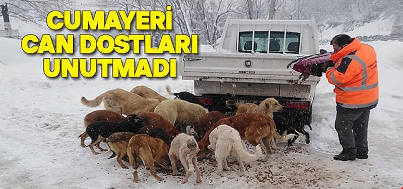 BELEDİYEDEN HAYVANLARA MAMA DESTEĞİ
