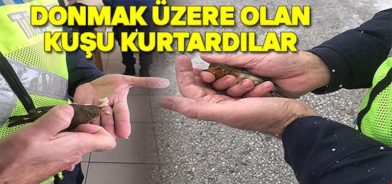 DONMAK ÜZERE OLAN KUŞU KURTARDILAR