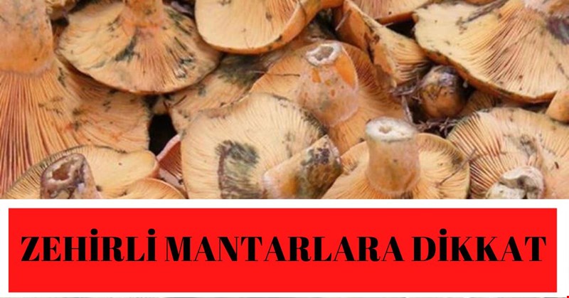 ZEHİRLİ MANTARLARA DİKKAT!